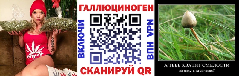 как найти   Верхоянск  Псилоцибиновые грибы Psilocybine cubensis 